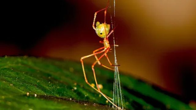 Discover the Unique Spider That Launches Its Prey into the Air