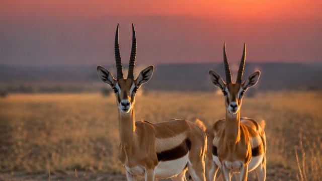 Capturing Nature's Beauty: Gazelles at Dusk