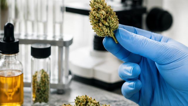 Understanding Cannabis Potency: Debunking Common Misconceptions