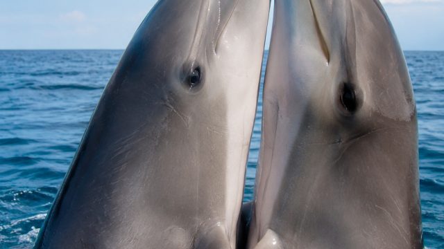 Dolphins Show Remarkable Memory in Mating Preferences