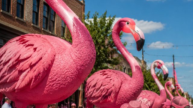 Parma Embraces Its Quirky Reputation with Pink Flamingo Celebration