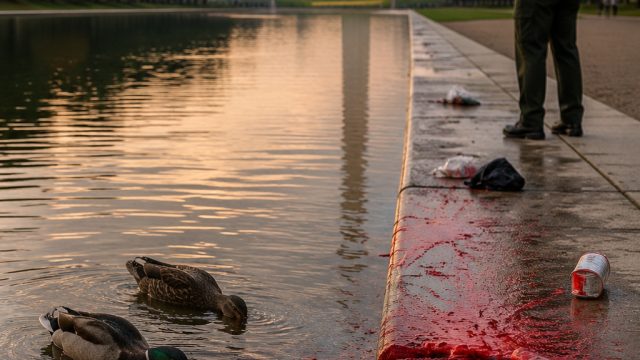Reflecting Pool Under Fire: Vandalism and Wildlife Concerns Demand Action