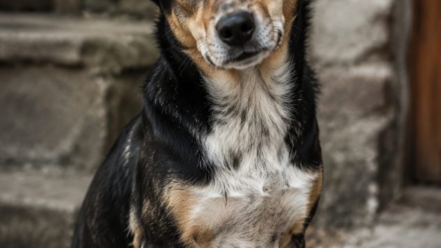 Discover Timmy: A Faithful Companion in Need of a Patient Home