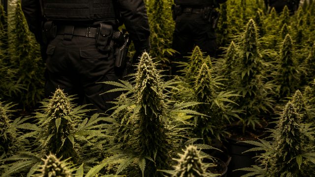 Police Uncover Cannabis Farms Amidst Increasing Drug Enforcement Efforts