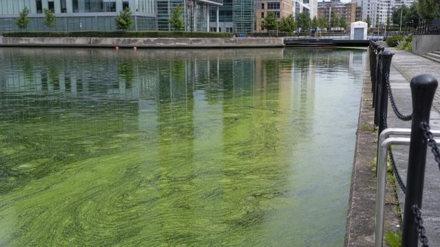 Understanding the Larger Implications of Algae Blooms in Urban Spaces